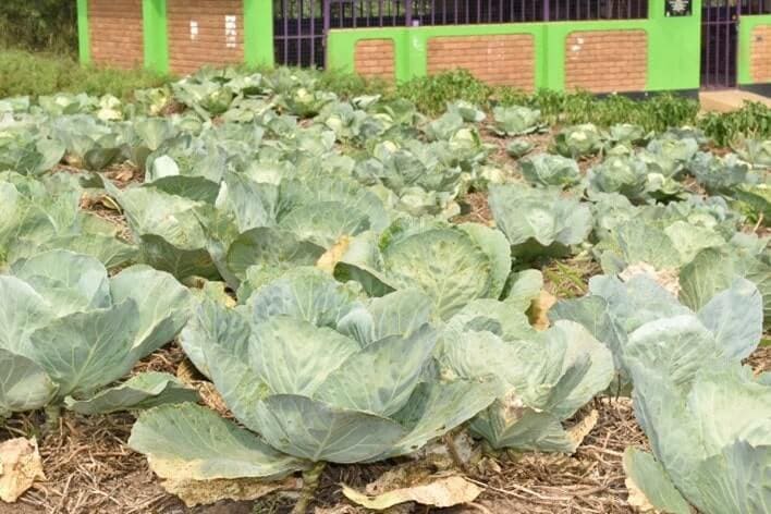 Thriving green pepper and cabbage gardens at Lucky Nursery School. Harvests are supporting to improve diets of chidren enrolled at the ECD center
